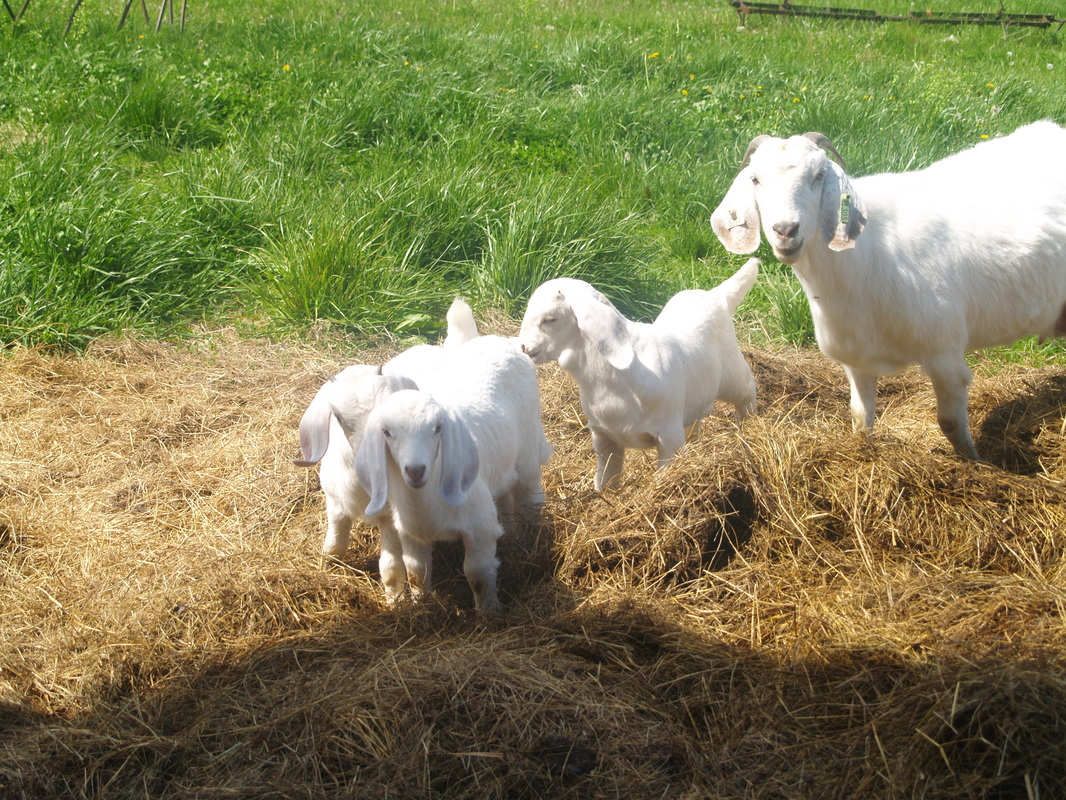 Savanna Percentage Goats - Savanna Goats Welcome to Vaz Savannas Raising Fullblood Savanna Goats ...