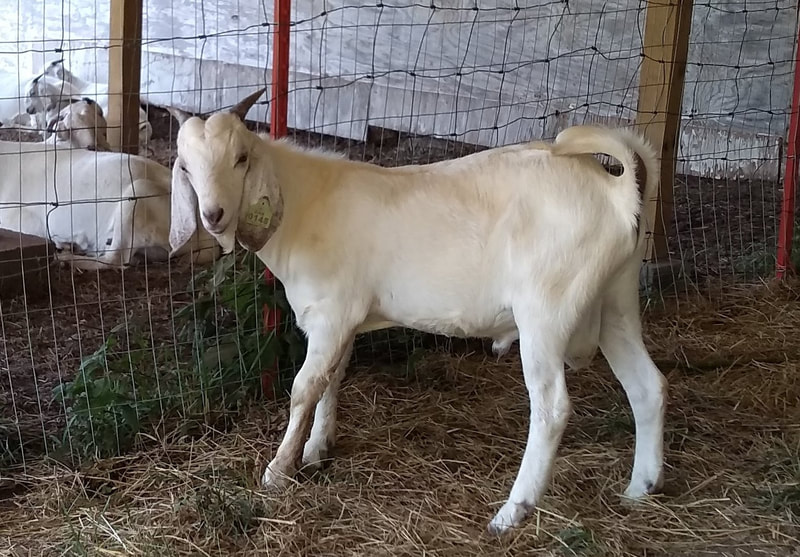 Braveheart Savanna Buckling - Savanna Goats Welcome to Vaz Savannas Raising Fullblood Savanna ...